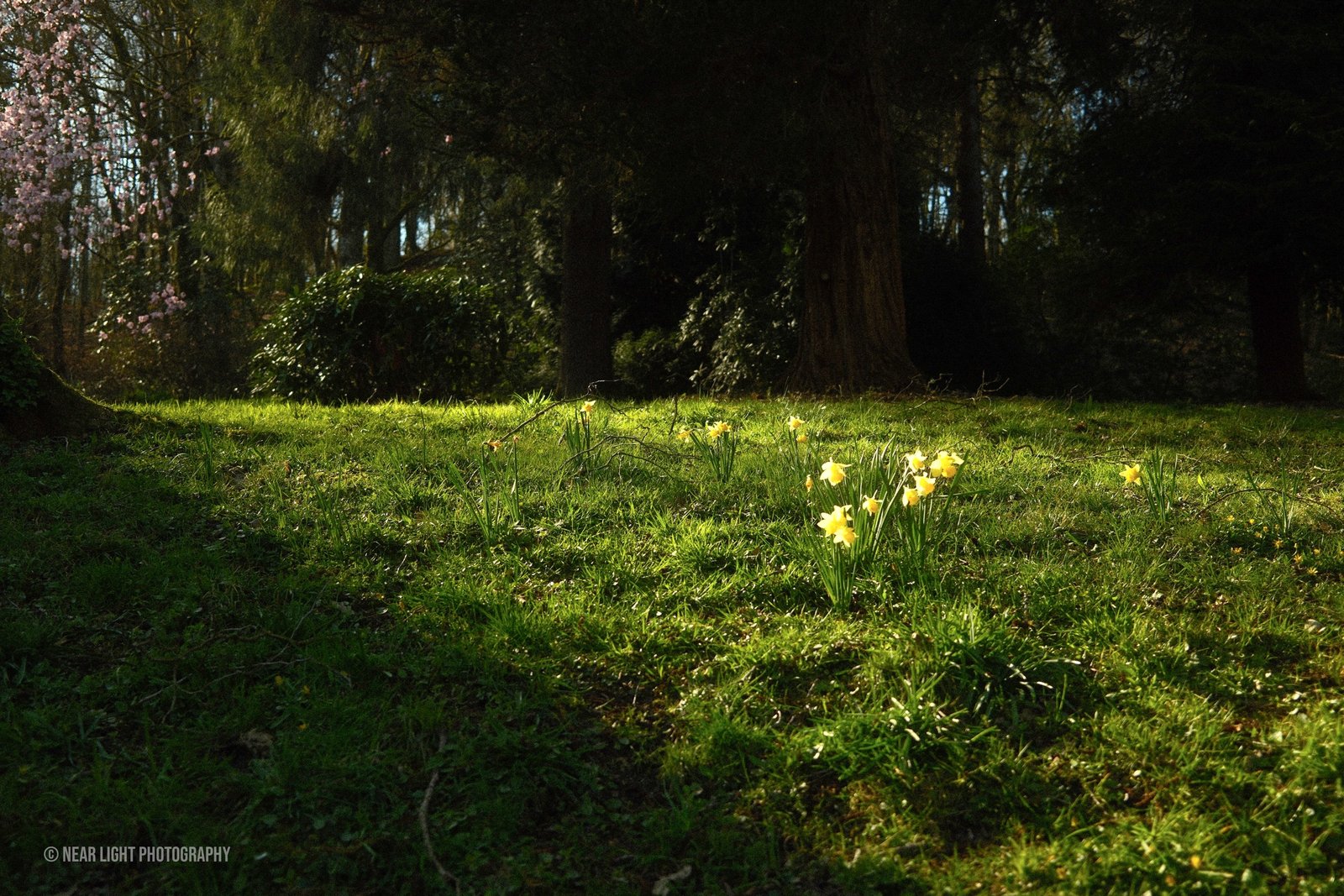 Morning landscape with soft light