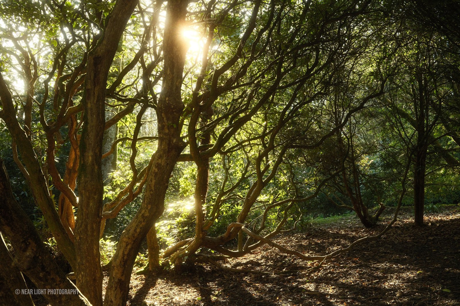 Sunlight through trees in a wooded path